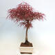 Bonsai im Freien - Acer palmatum RED PYGMY - 2/5