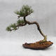 Außen Bonsai -Borovice Moor - Pinus uncinata - 2/6