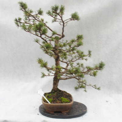Outdoor-Bonsai Wald -Borovice - Pinus sylvestris - 2