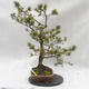 Outdoor-Bonsai Wald -Borovice - Pinus sylvestris - 2/6
