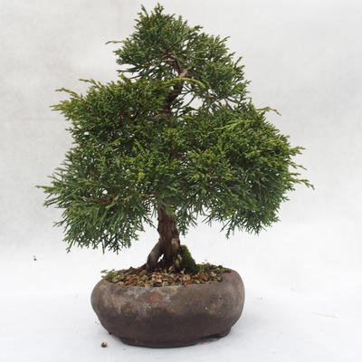 Outdoor-Bonsai - Chinesische Wacholder - Juniperus chinensis - 2
