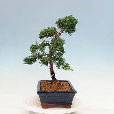 Bonsai im Freien - Juniperus chinensis Kishu-Chinesischer Wacholder - 2