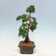 Bonsai im Freien - Juniperus chinensis Kishu-Chinesischer Wacholder - 2/4