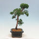 Bonsai im Freien - Juniperus chinensis Kishu-Chinesischer Wacholder - 2/4