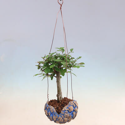 Kokedama aus Keramik – Ulmus parvifolia – kleinblättrige Ulme - 2