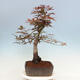 Bonsai im Freien - Acer palmatum Atropurpureum - Roter Palmahorn - 2/4