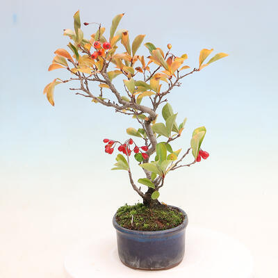 Bonsai im Freien - Pourthiaea villosa - Haariger Blitz - 2