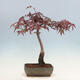 Bonsai im Freien - Acer palmatum Atropurpureum - Roter Palmahorn - 2/4