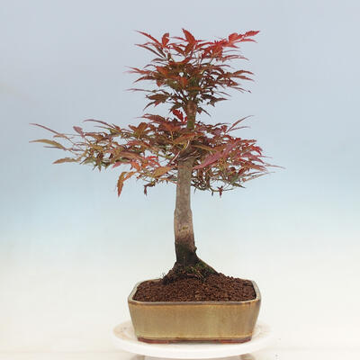 Bonsai im Freien - Acer palmatum Atropurpureum - Roter Palmahorn - 2