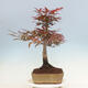 Bonsai im Freien - Acer palmatum Atropurpureum - Roter Palmahorn - 2/5