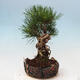 Bonsai im Freien - Pinus thunbergii - Thunbergia-Kiefer - 2/5