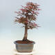 Bonsai im Freien - Acer palmatum Atropurpureum - Roter Palmahorn - 2/5