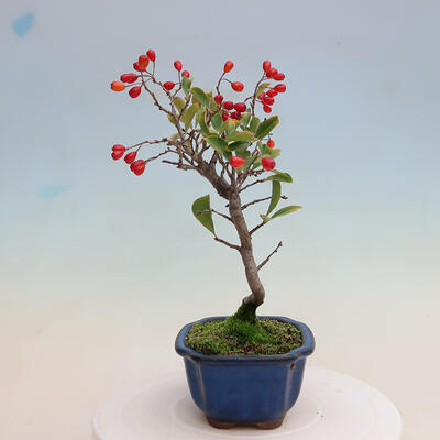 Bonsai im Freien - Pourthiaea villosa - Haariger Blitz - 2