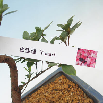 Outdoor-Bonsai - Japanische Azalee - Azalee YUKARI - 2