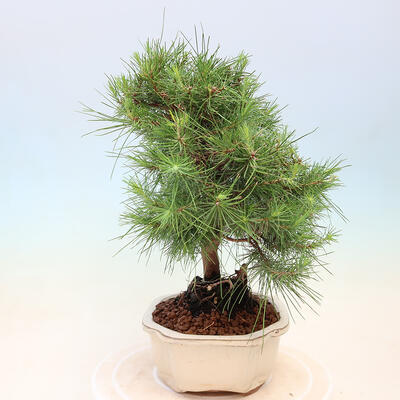 Zimmerbonsai-Pinus halepensis-Aleppo-Kiefer - 2