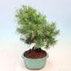 Zimmerbonsai-Pinus halepensis-Aleppo-Kiefer - 2/4