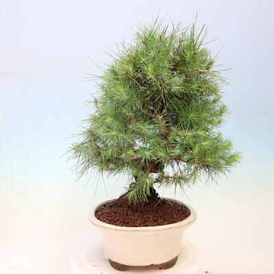 Zimmerbonsai-Pinus halepensis-Aleppo-Kiefer - 2