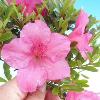 Bonsai im Freien - Rhododendron sp. - Rosa Azalee - 2