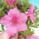 Bonsai im Freien - Rhododendron sp. - Rosa Azalee - 2/4