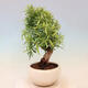 Zimmerbonsai - Ficus nerifolia - kleinblättriger Ficus - 2/4