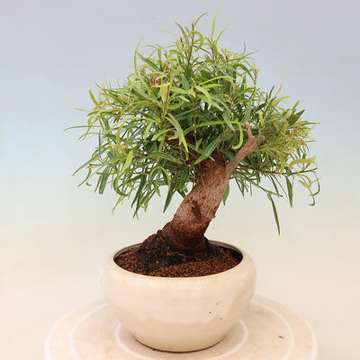 Zimmerbonsai - Ficus nerifolia - kleinblättriger Ficus - 2