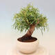 Zimmerbonsai - Ficus nerifolia - kleinblättriger Ficus - 2/4