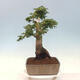 Bonsai im Freien - Acer palmatum Shishigashira - 2/5