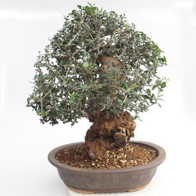 Zimmer-Bonsai - Olea europaea sylvestris - Olivgrüne europäische Bazillen - 2