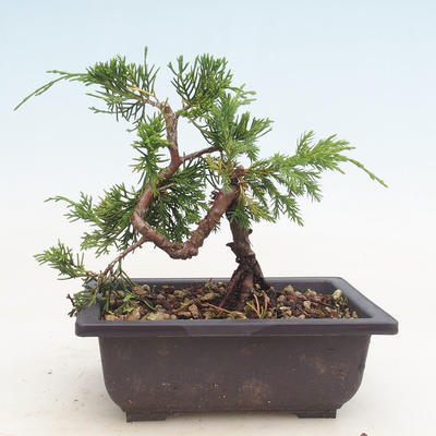 Bonsai im Freien - Juniperus chinensis Itoigawa-chinesischer Wacholder - 2