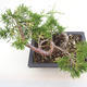 Bonsai im Freien - Juniperus chinensis Itoigawa-chinesischer Wacholder - 2/4