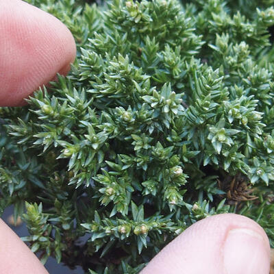 Bonsai im Freien - Juniperus prokumbens NANA - Juniper - 2