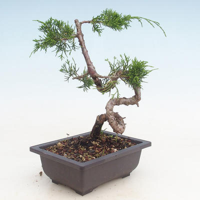 Bonsai im Freien - Juniperus chinensis Itoigawa-chinesischer Wacholder - 2