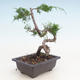 Bonsai im Freien - Juniperus chinensis Itoigawa-chinesischer Wacholder - 2/3