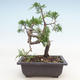 Bonsai im Freien - Juniperus chinensis Itoigawa-chinesischer Wacholder - 2/3