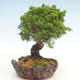 Bonsai im Freien - Juniperus chinensis Itoigawa-chinesischer Wacholder - 2/6