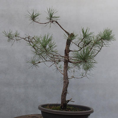 Yamadori - Pinus sylvestris - Waldkiefer - 2
