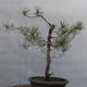 Yamadori - Pinus sylvestris - Waldkiefer - 2/5