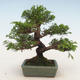 Bonsai im Freien - Juniperus chinensis Itoigawa-chinesischer Wacholder - 2/5