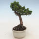 Bonsai im Freien - Juniperus chinensis - chinesischer Wacholder - 2/5