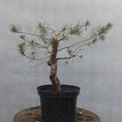 Yamadori - Pinus sylvestris - Waldkiefer - 2