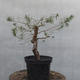 Yamadori - Pinus sylvestris - Waldkiefer - 2/5