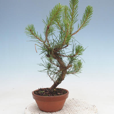 Bonsai im Freien - Pinus Sylvestris - Waldkiefer - 2