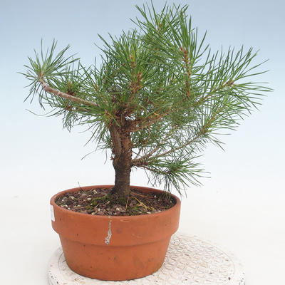Bonsai im Freien - Pinus Sylvestris - Waldkiefer - 2
