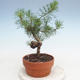 Bonsai im Freien - Pinus Sylvestris - Waldkiefer - 2/3