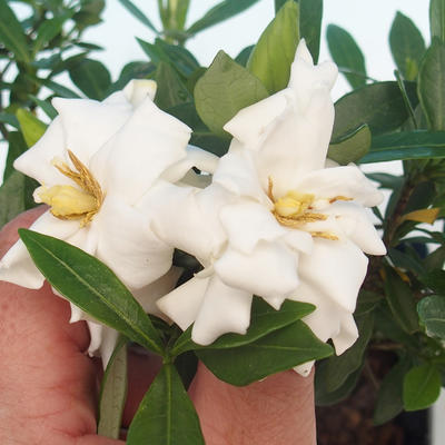 Zimmer bonsai - Gardenia jasminoides-Gardenie - 2