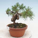Bonsai im Freien - Pinus Sylvestris - Waldkiefer - 2/2