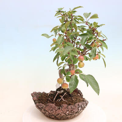 Outdoor-Bonsai -Malus Halliana - fruited Apfel - 2