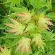 Ahorn - Acer palmatum Beerenginster 1 Stück - 2/2
