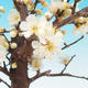 Bonsai im Freien - Japanische Aprikose - Prunus Mume - 2/2