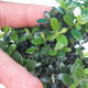 Indoor-Bonsai - Olea europaea sylvestris - Europäisches kleinblättriges Olivenöl - 2/5